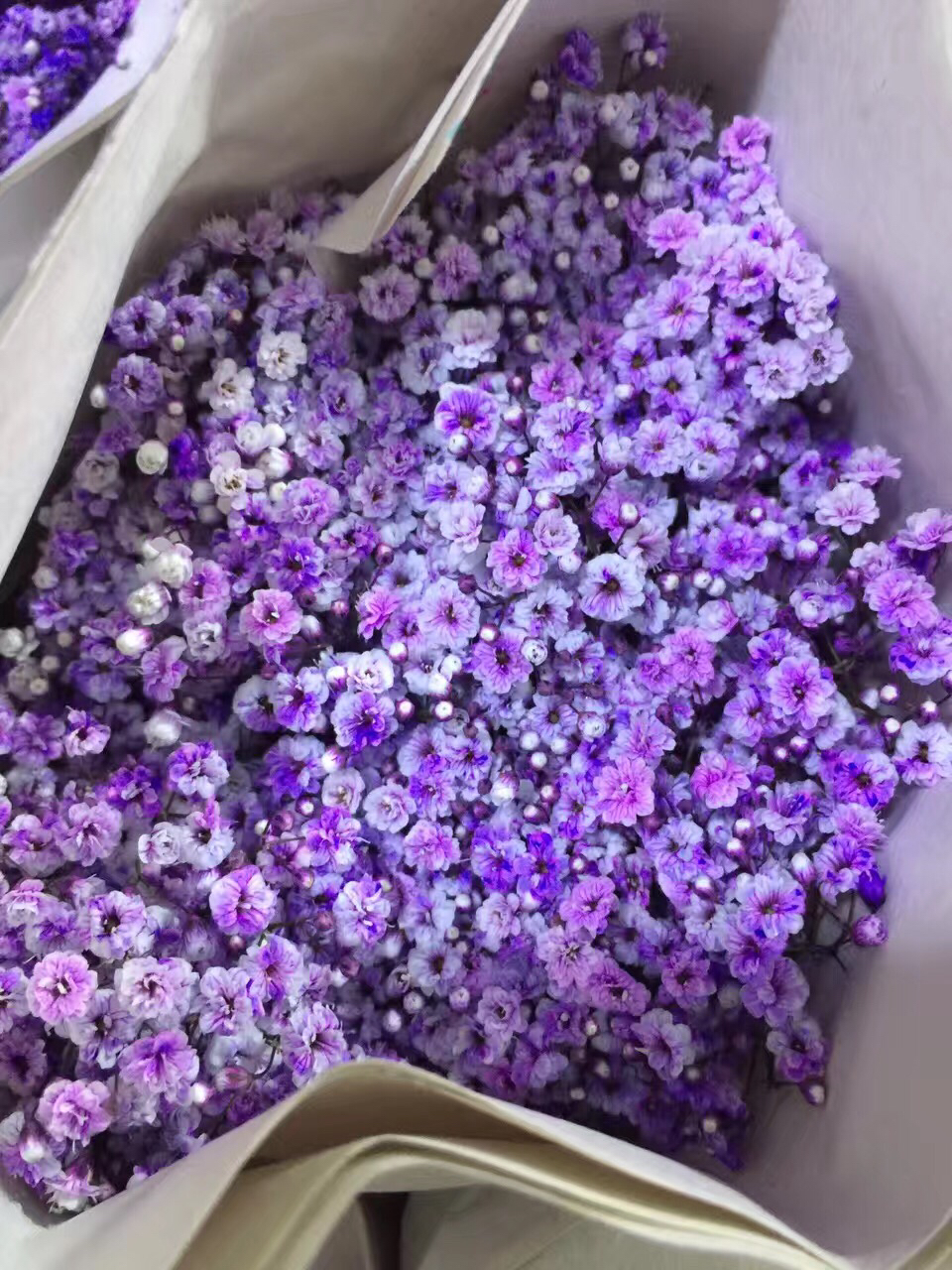 紫色j进口满天星