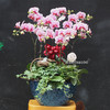 多株粉紫色花纹蝴蝶兰蓝色盆（8株、9株、10株入） 商品缩略图2