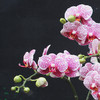 多株粉紫色花纹蝴蝶兰蓝色盆（8株、9株、10株入） 商品缩略图1