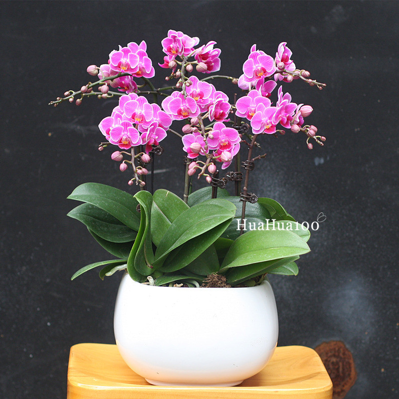 多株粉紫色蝴蝶兰白盆（6株、8株入）