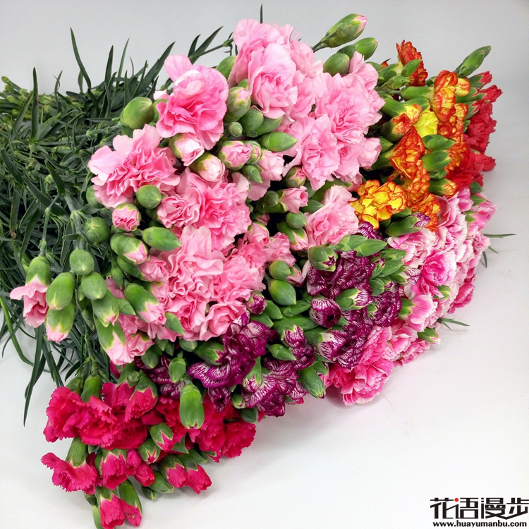 多头康乃馨