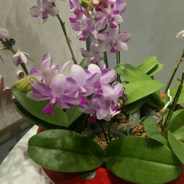 紫水晶蝴蝶兰(新品)