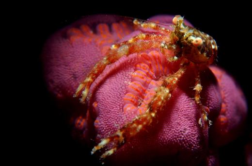 【度假村】印尼蓝碧YOS 潜水度假套餐--潜导经验丰富，适合摄影师 商品图3