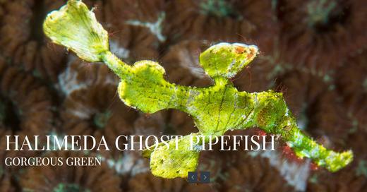 【度假村】印尼蓝碧潜水套餐 - Dabirahe 商品图2