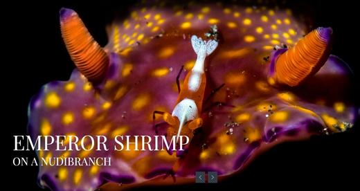 【度假村】印尼蓝碧潜水套餐 - Dabirahe 商品图5