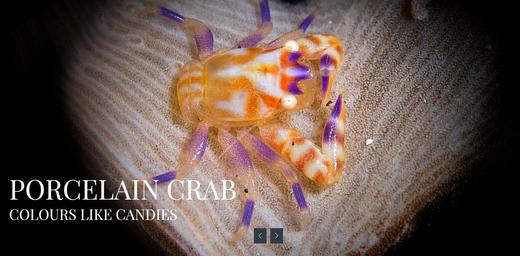 【度假村】印尼蓝碧潜水套餐 - Dabirahe 商品图7