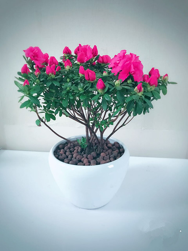 杜鹃