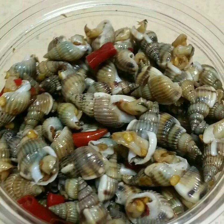 大海锥