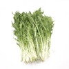芊草.京水菜 320-350g/袋 商品缩略图0
