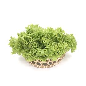 翡翠生菜 220-250g/袋