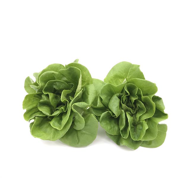 玲珑生菜（Butter or Boston） 220-250g/袋