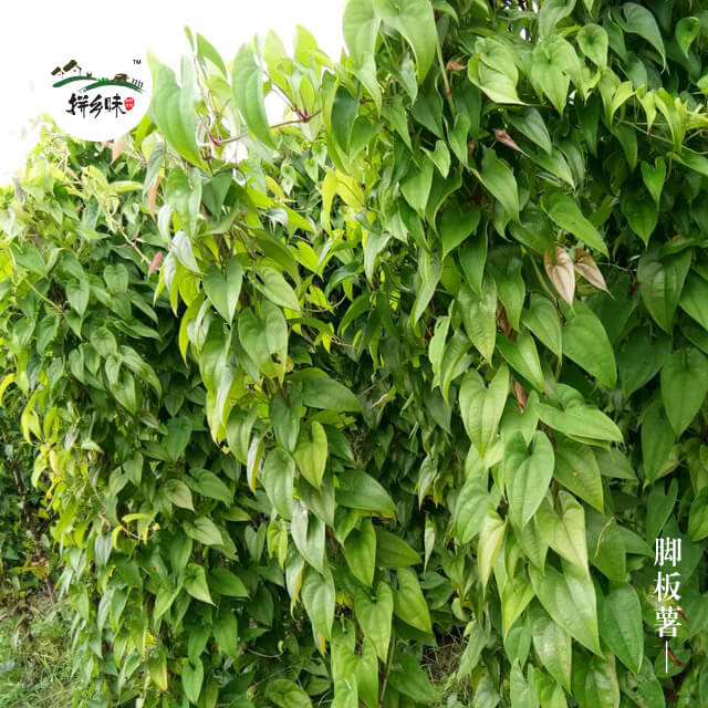 【拼乡味】脚板薯(只送不卖)