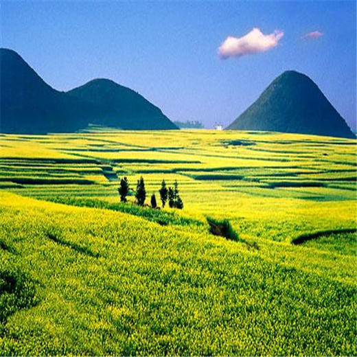 【云南罗平】昆明-元阳梯田•东川红土地•罗平花田•幻彩经典行摄之旅！ 商品图7