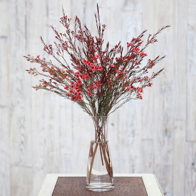 【年宵花】如果flower 6支红色澳梅盒装家庭鲜花全国