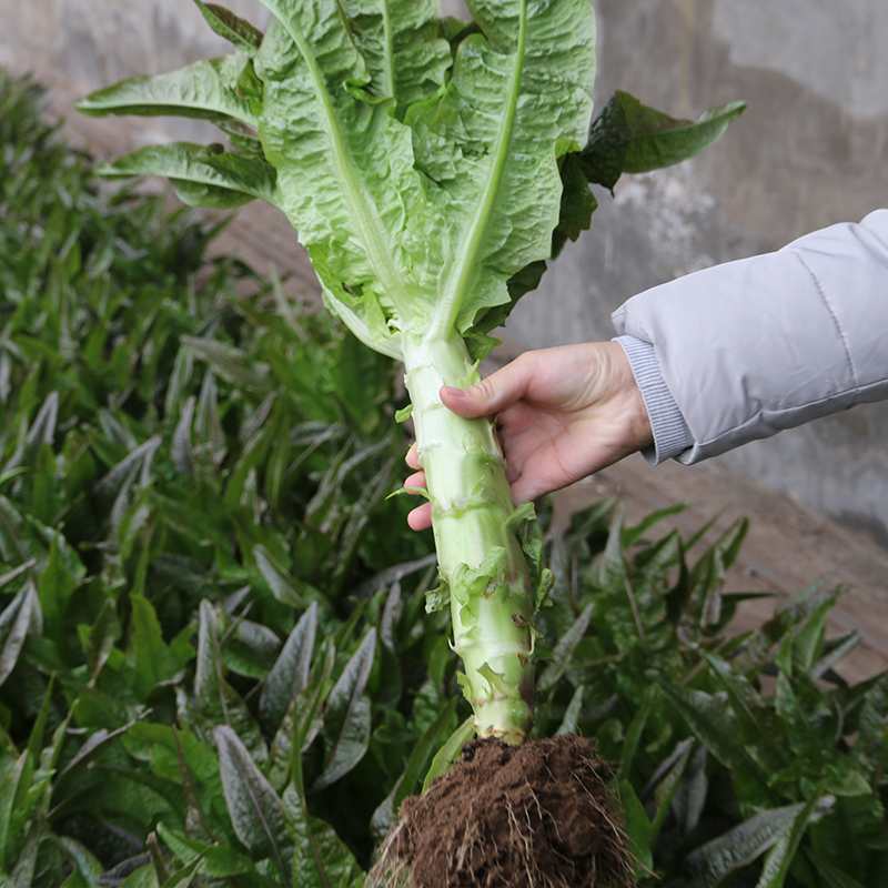 鲜嫩的紫叶香笋成熟啦!味道清香 莴笋 青笋现拔现发新鲜蔬菜400g