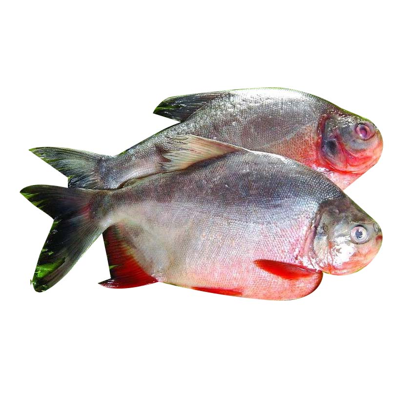 【生鲜】冷冻水产 红鲳鱼 约600g/条