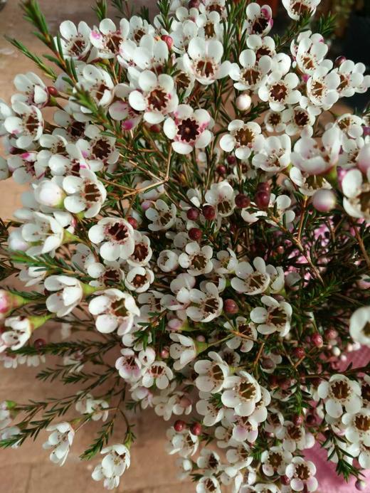 平头蜡花白色，6扎/小盒 商品图0