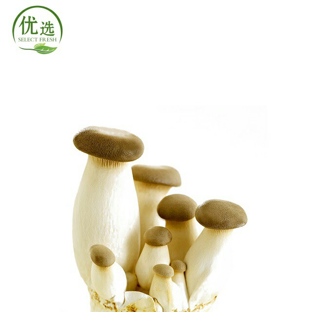 鸡腿菇500