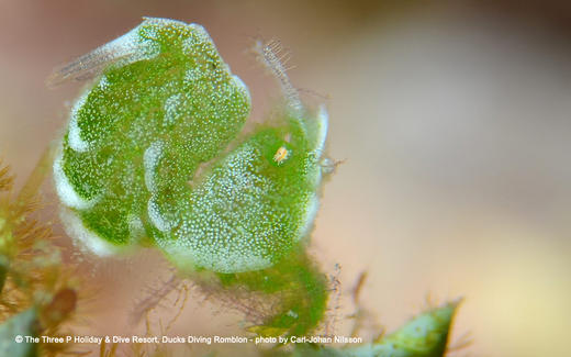 【度假村】Romblon朗布隆Three P潜店 商品图0