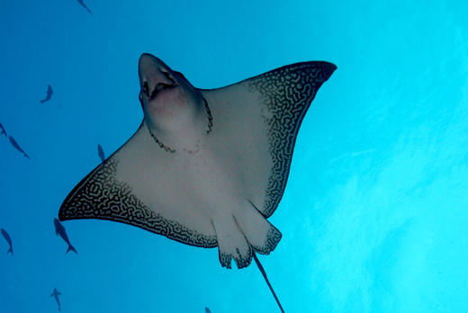 【船宿】菲律宾Atlantis Azores船宿行程 - 图巴塔哈 商品图2