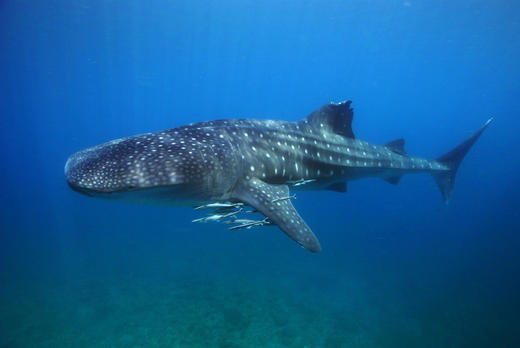 【度假村】杜马盖地Atlantis Dive Resort Dumaguete潜水套餐 商品图4