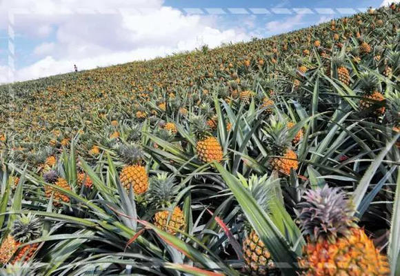徐闻菠萝的海,雷州茂德公古城,龙泉森林公园 一日游