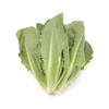 翠羽生菜 （Green Romaine ）220-250g/袋 商品缩略图0