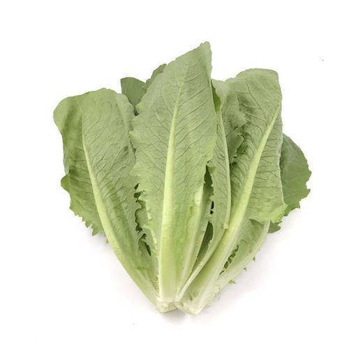 翠羽生菜 （Green Romaine ）220-250g/袋 商品图0