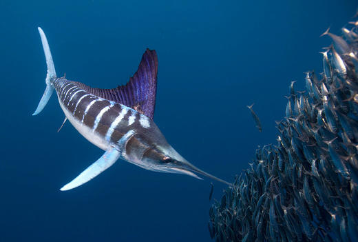 【度假村】潜入天坑，探秘玛雅－－墨西哥潜水瘾解药套餐 商品图2