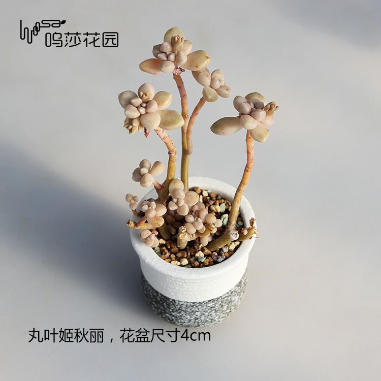 0088-丸叶姬秋丽精致小老桩-花盆尺寸4cm-不含花盆