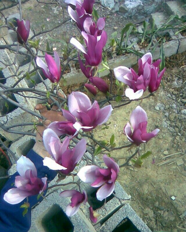 紫花玉兰(嫁接型)
