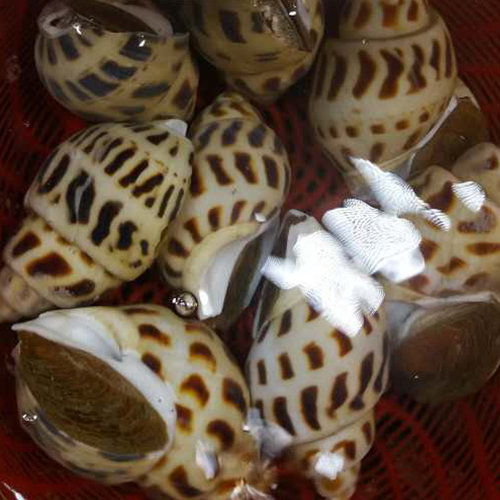 大花螺 500g(按实量计)