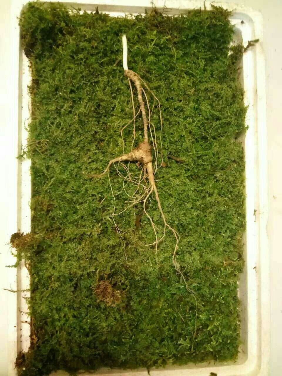 长白山林下参(鲜 籽货)