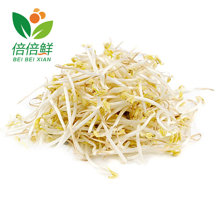 绿豆芽 短粗