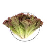 丹阳生菜 220-250g/袋 商品缩略图0