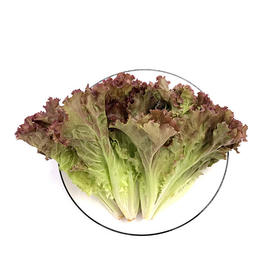 丹阳生菜 220-250g/袋