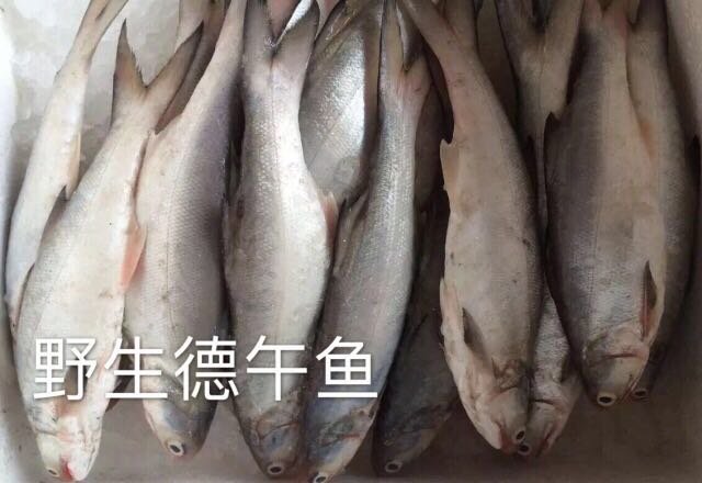 野生德午鱼