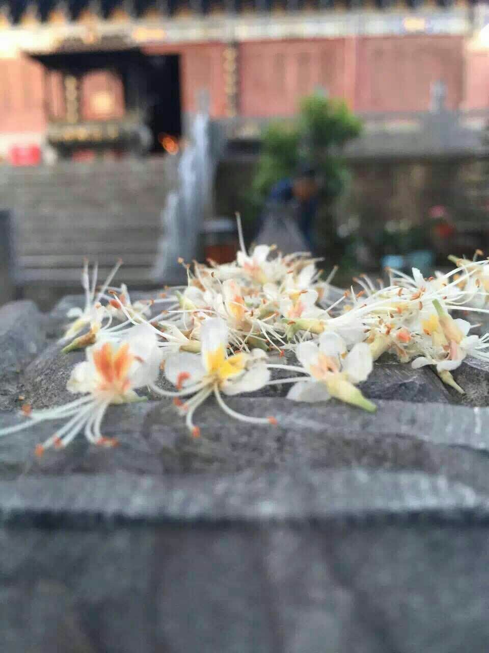 永泰娑罗花(包邮)