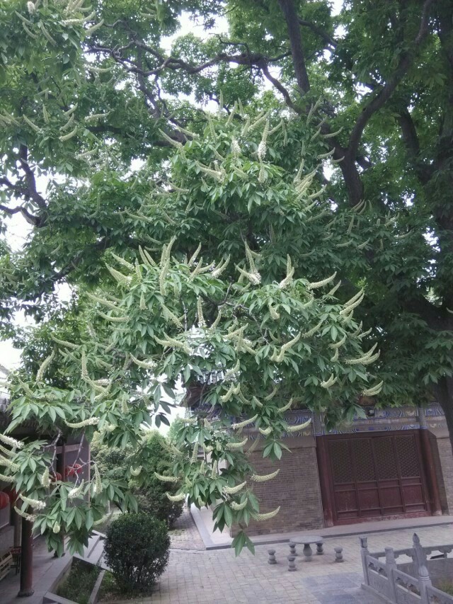永泰娑罗花(包邮)