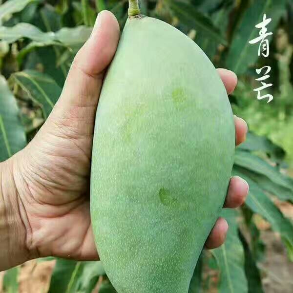 泰国青芒果