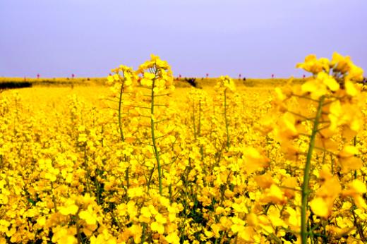 （永久下架）【预付】“水韵江苏”鲜活张家港，遇见春天 商品图1