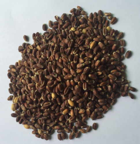 熟黑麦（5斤装）