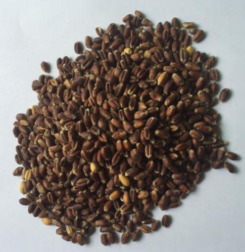 熟黑麦（5斤装） 商品图0