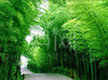 【妈网旅游】4.2号常州溧阳南山竹海一日游 — 开春一起去挖春笋吧！千灯大唐花苑发车途径前进路科博馆 商品缩略图1