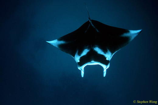 【度假村】印尼达拉湾Derawan Dive Resort潜水套餐 商品图4