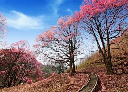 【绵阳2日游】自选北川西羌大酒店，赏辛夷花，观九皇山猿王洞景区 商品图0