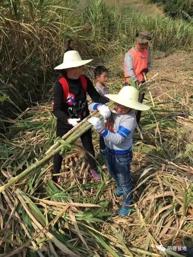 人气返场:砍甘蔗 熬红糖 向传统致敬!