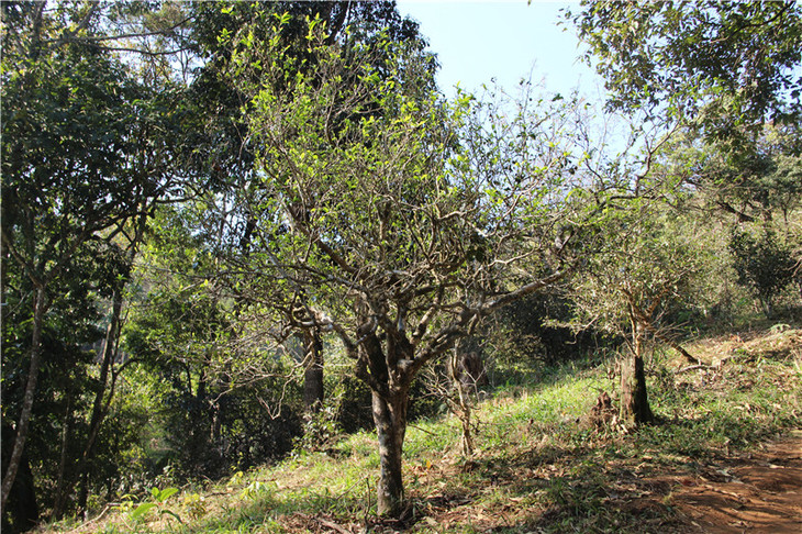 南糯山古茶树