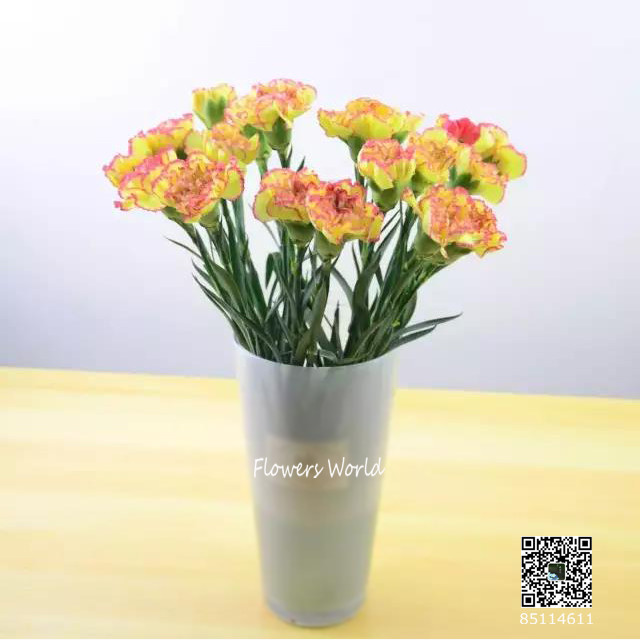 【花世界】三月送春风特价鲜花 || 康乃馨29元/20支(1