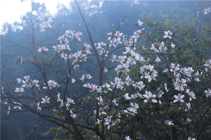 白露花